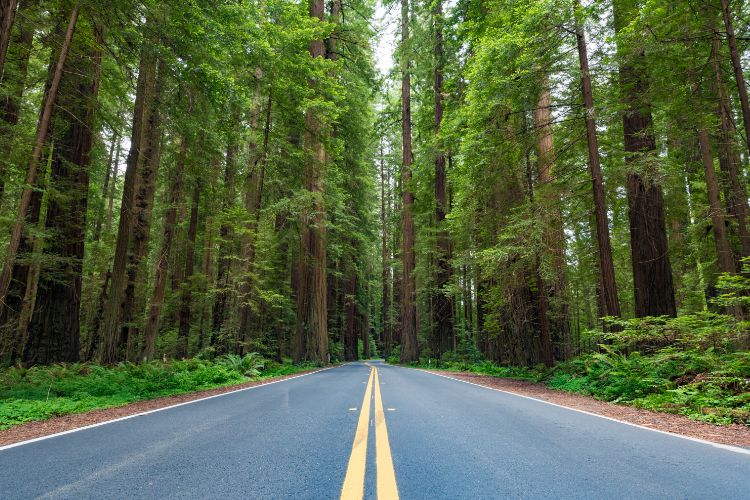 Avenue of the Giants, California