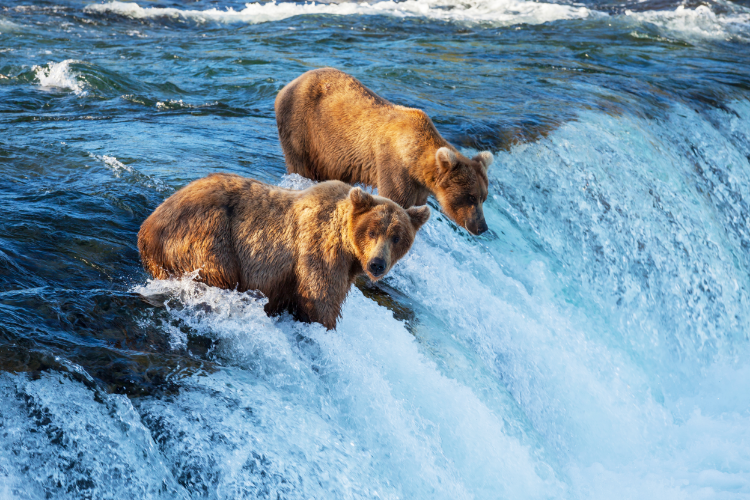 Two brown bears fishing on Alaska waterfall