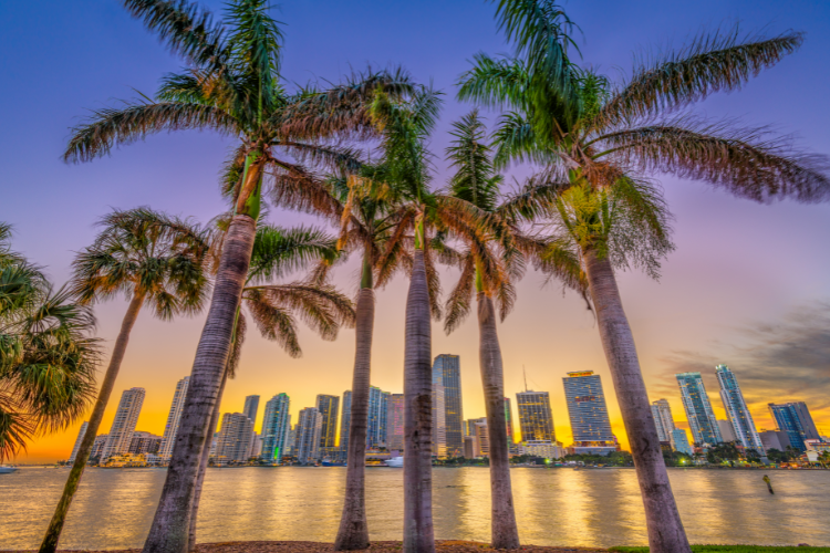 Miami Skyline With Palm Trees Sunset