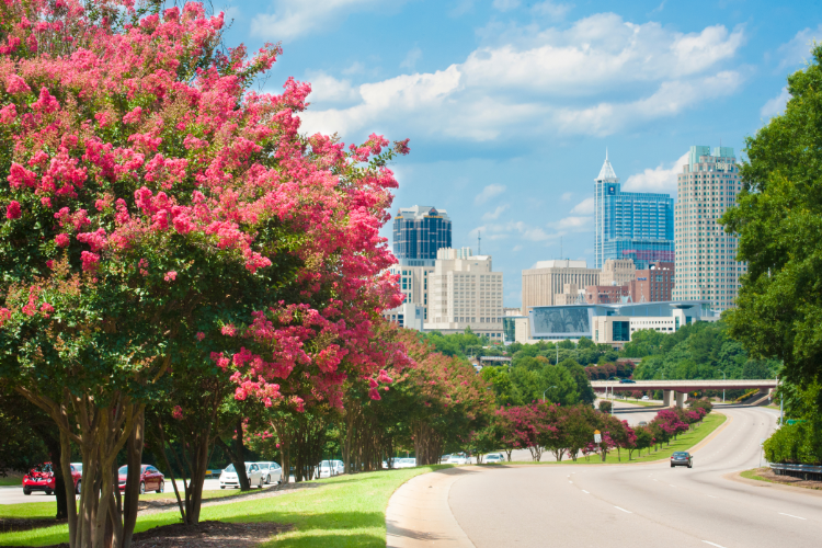 Raleigh Cityscape With Blooming Trees Road